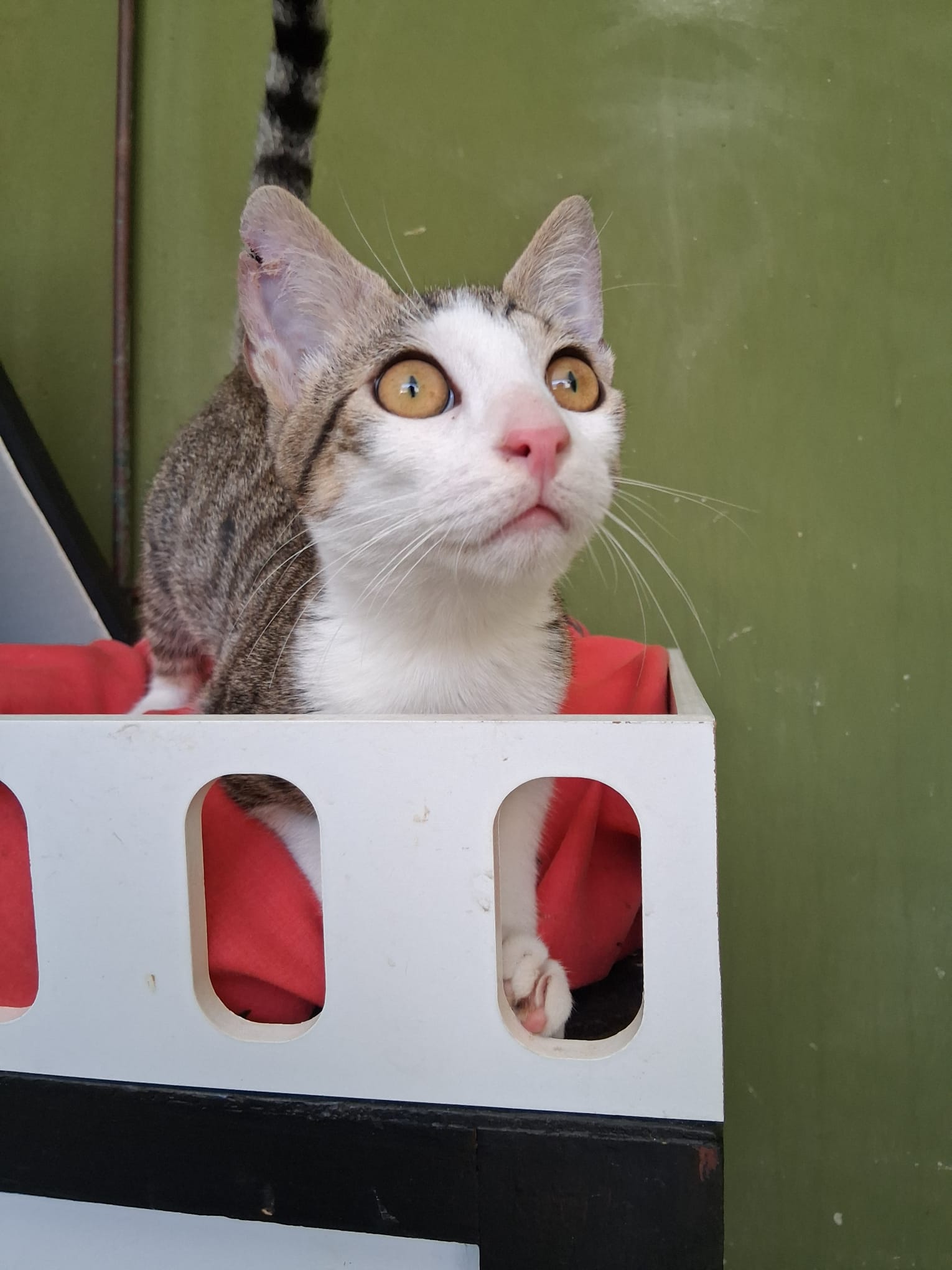 Foto de Colón