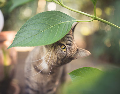 Los gatos y las plantas