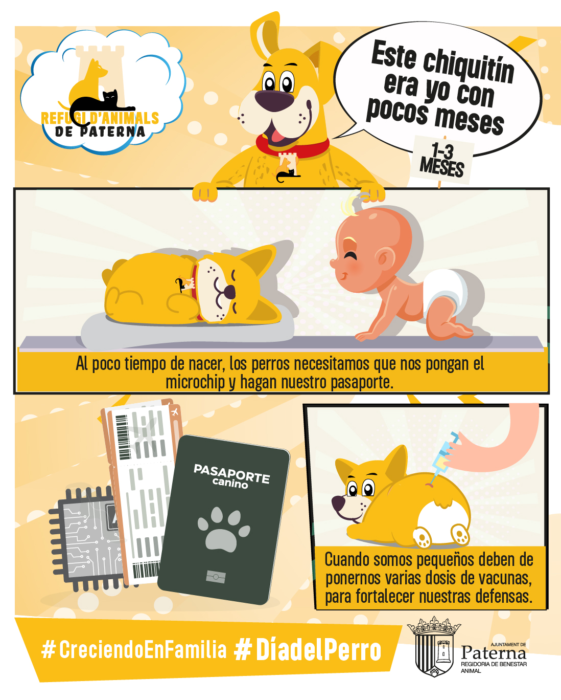 ¿Qué cuidados necesita un cachorro recién nacido? - Día del Perro 2024