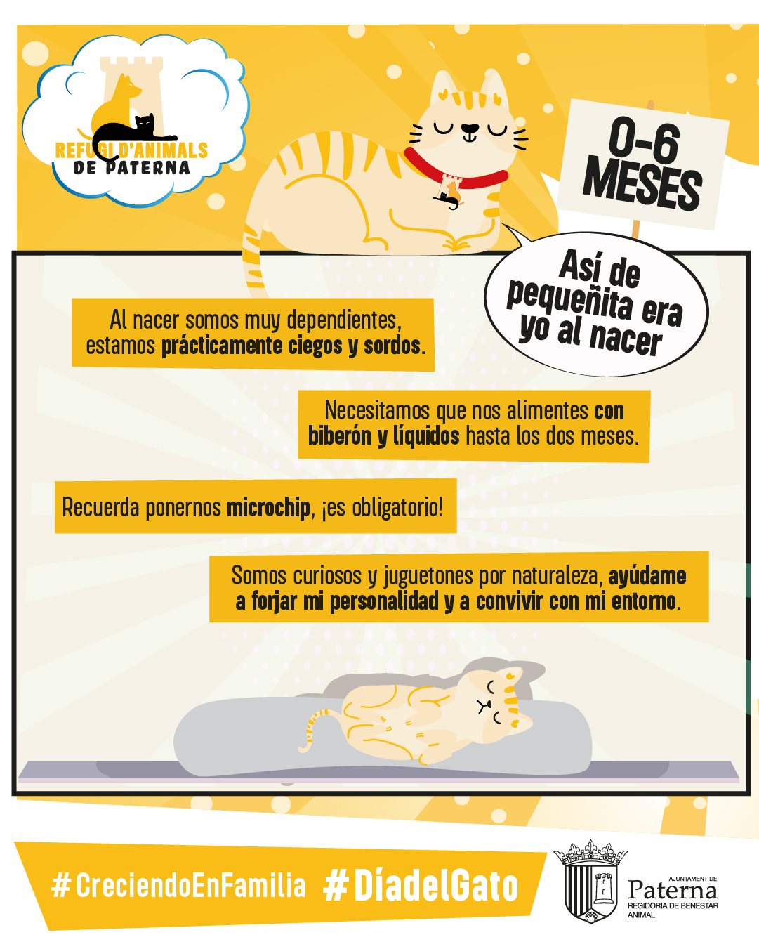 Cuidados de los gatos bebé - Día del gato 2025