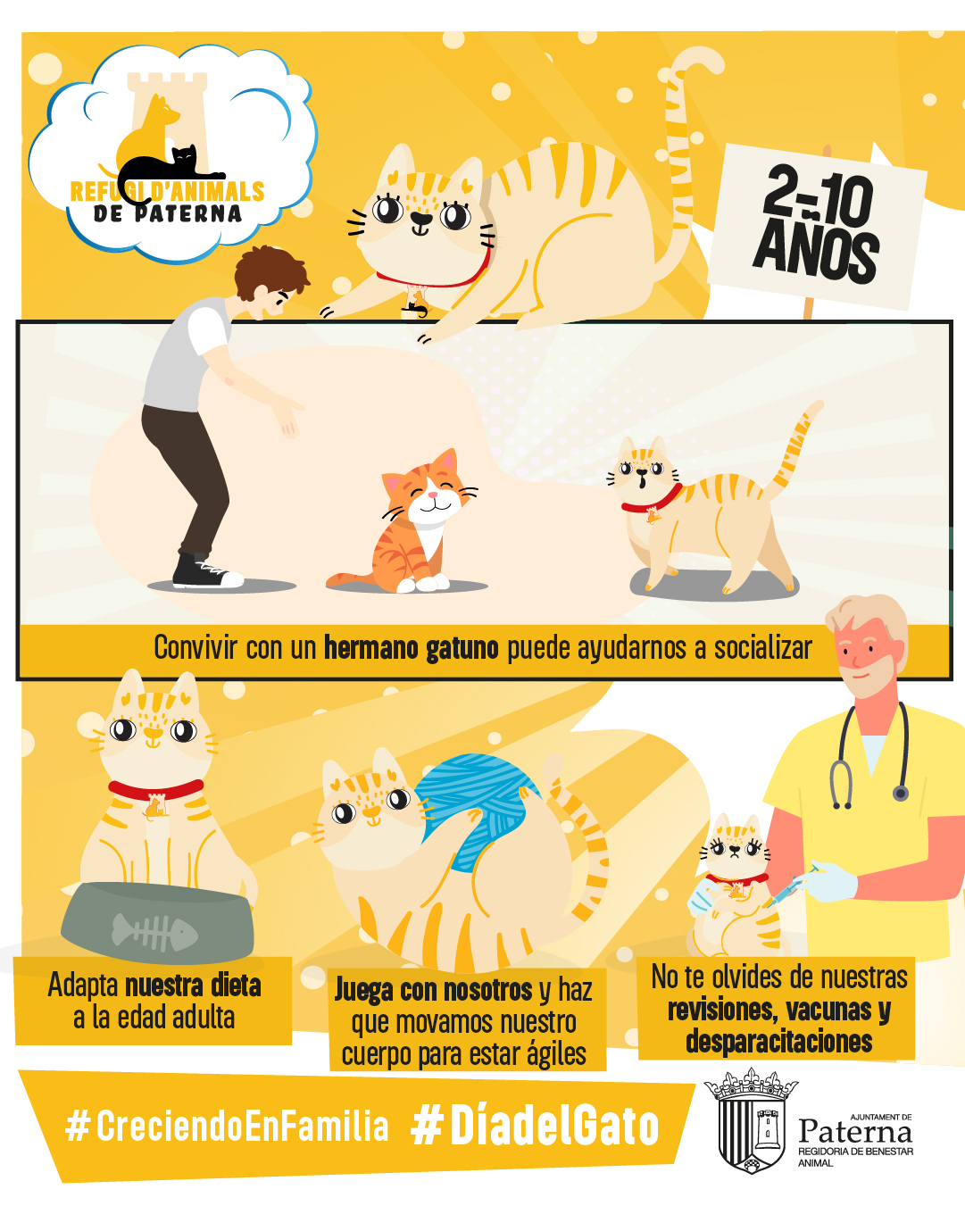 Cómo cuidar nuestro gato joven y adulto - Día del gato 2025