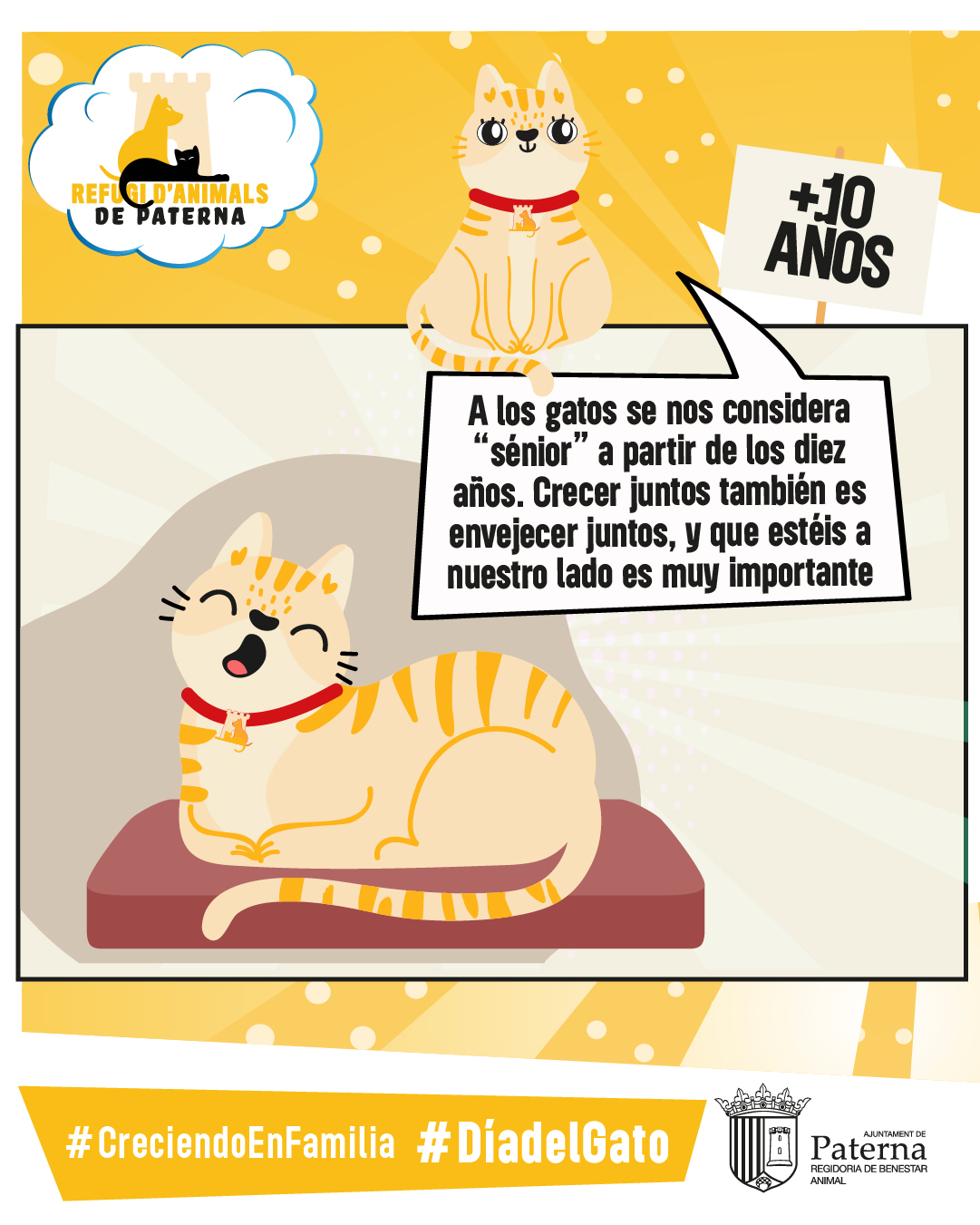 Cómo atender a nuestro gato sénior - Día del gato 2025
